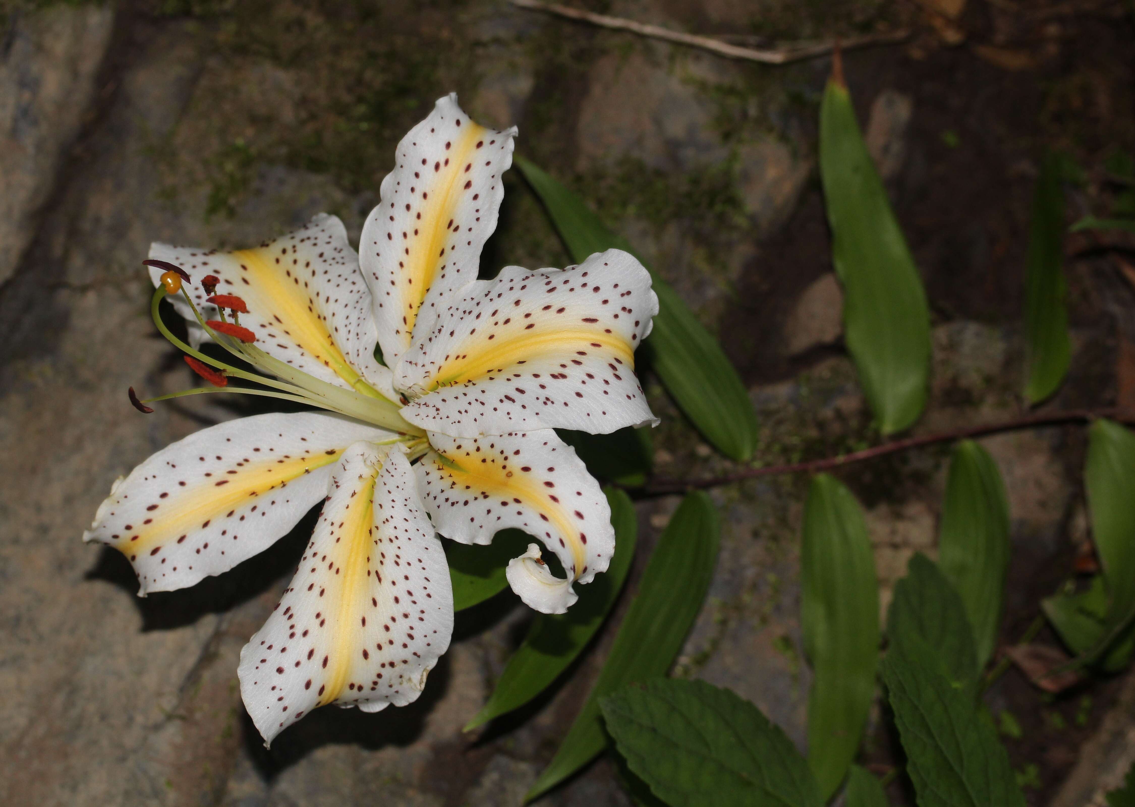 Lilium auratum Lindl. resmi