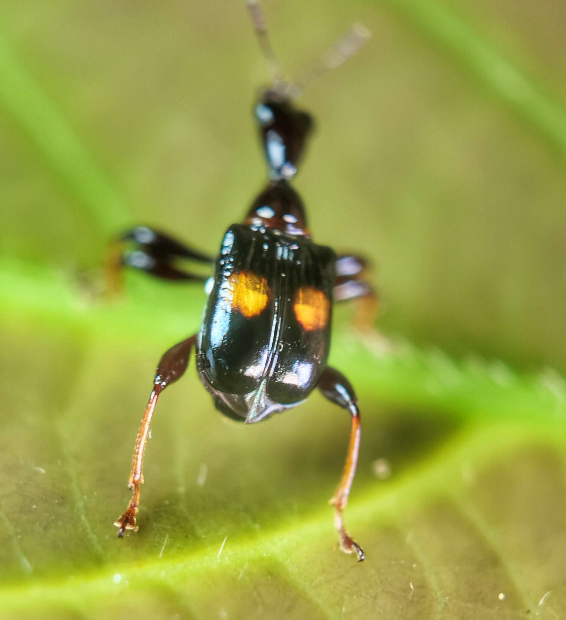 Image of Centrocorynus biguttatus Voss 1929