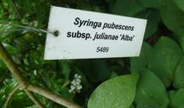 Sivun Syringa pubescens Turcz. kuva