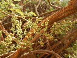 Image of wild wormwood