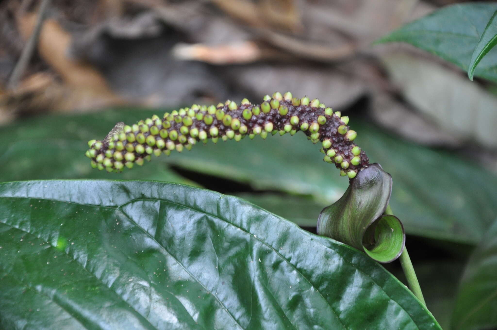 Image of Anthurium testaceum Croat & R. A. Baker