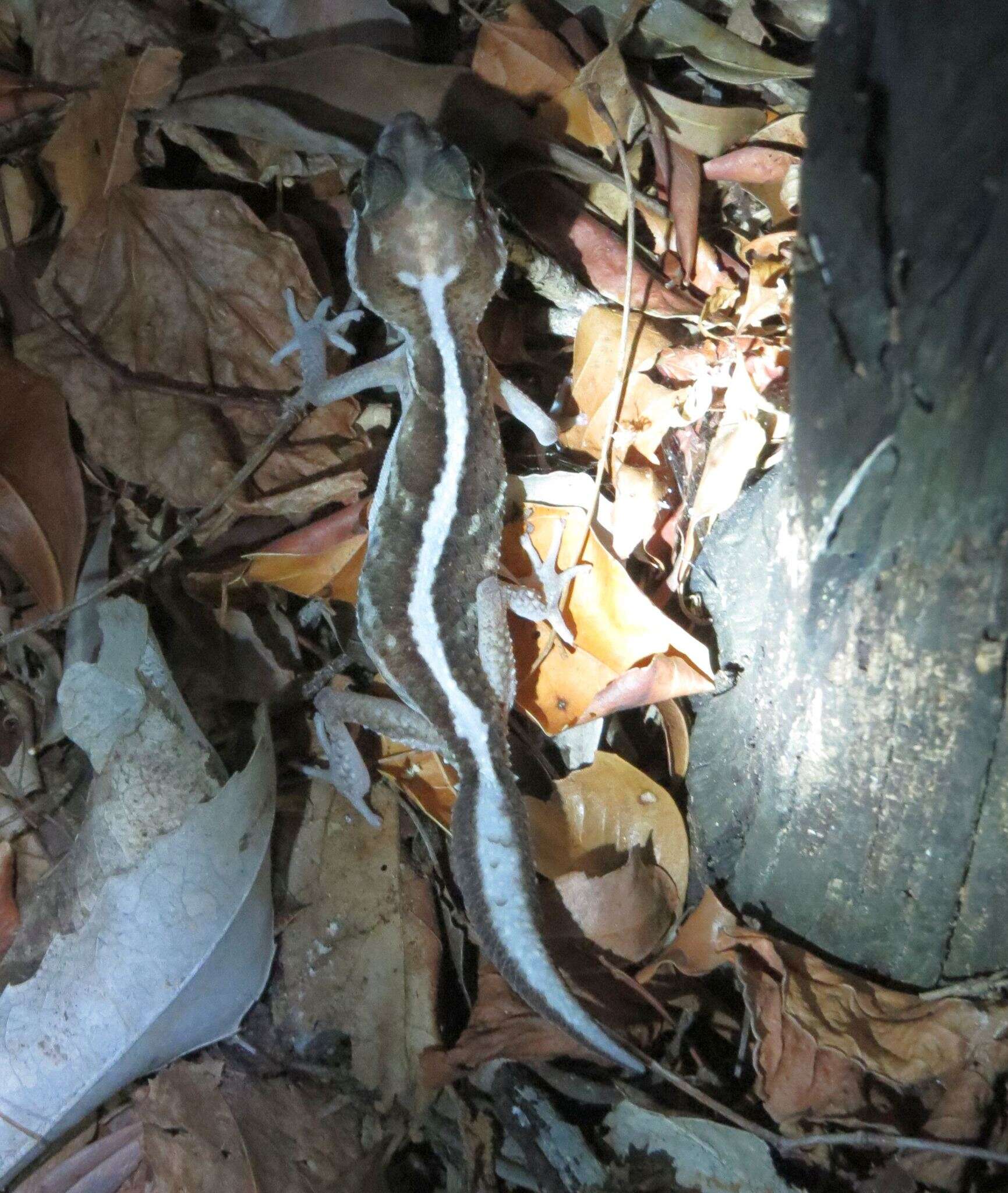 Image of Panther Gecko