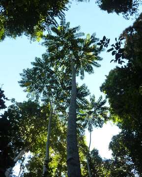 Image of Dysoxylum gaudichaudianum (Juss.) Miq.