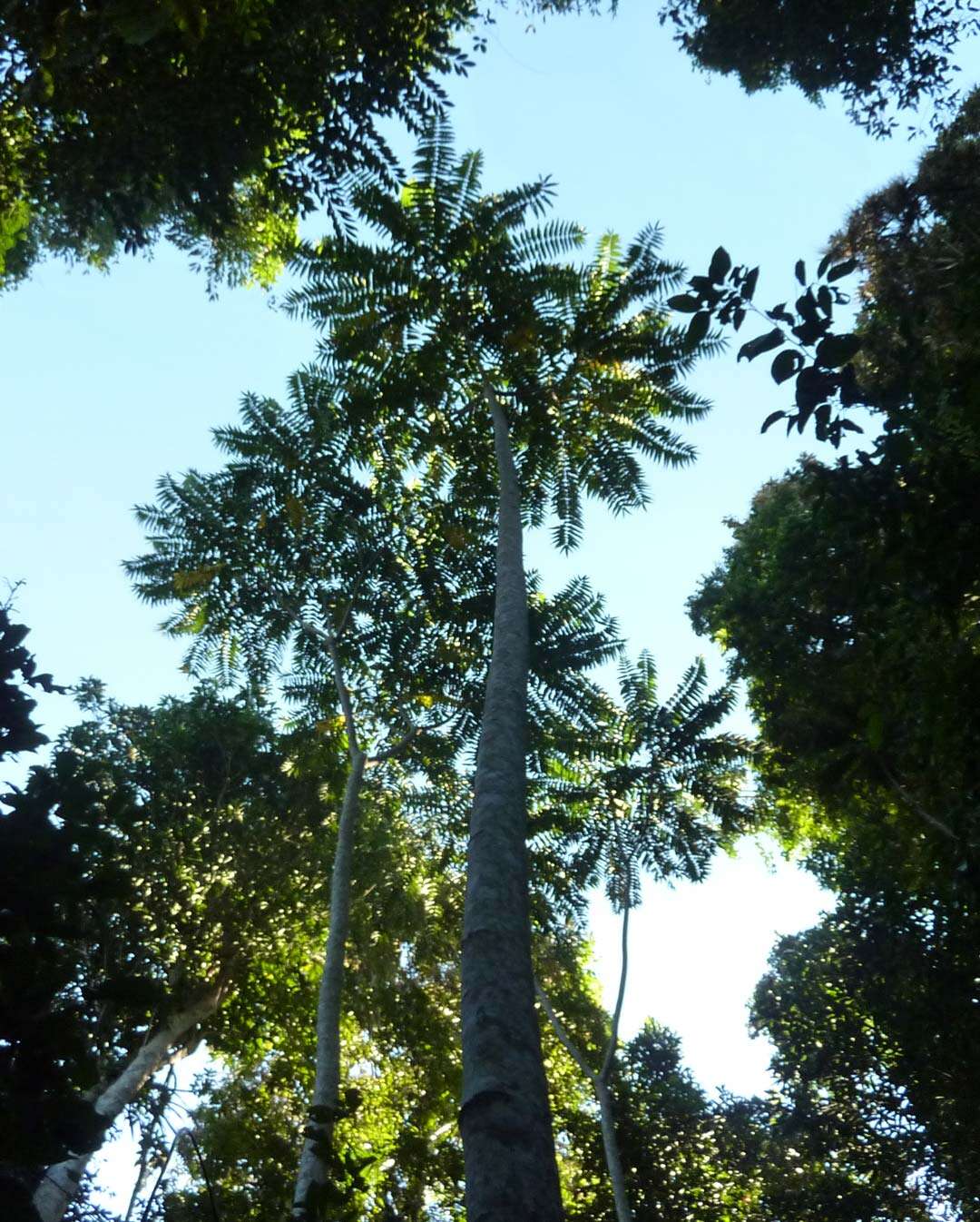 Image of Dysoxylum gaudichaudianum (Juss.) Miq.