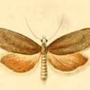 Image of Cnephasia abrasana Duponchel 1843