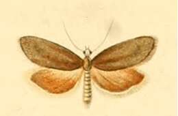 Image of Cnephasia abrasana Duponchel 1843