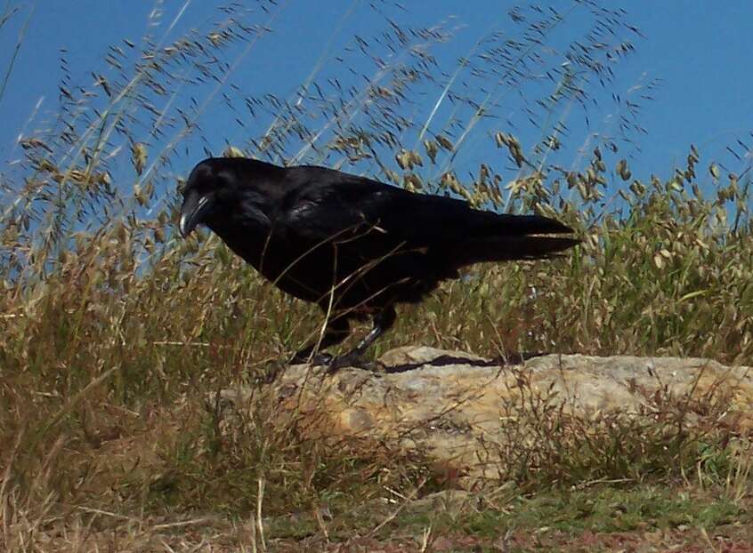 Image of Northern Raven