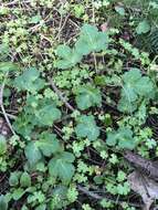 Image of Pacific blacksnakeroot