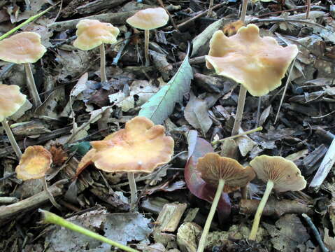 Image of Agrocybe arvalis (Fr.) Singer 1936