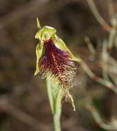 Calochilus robertsonii Benth.的圖片