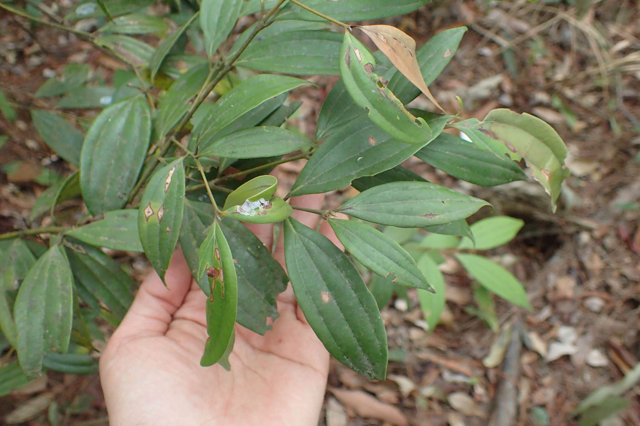 Image of Cinnamomum subavenium Miq.