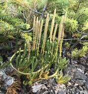 Image of savinleaf groundpine