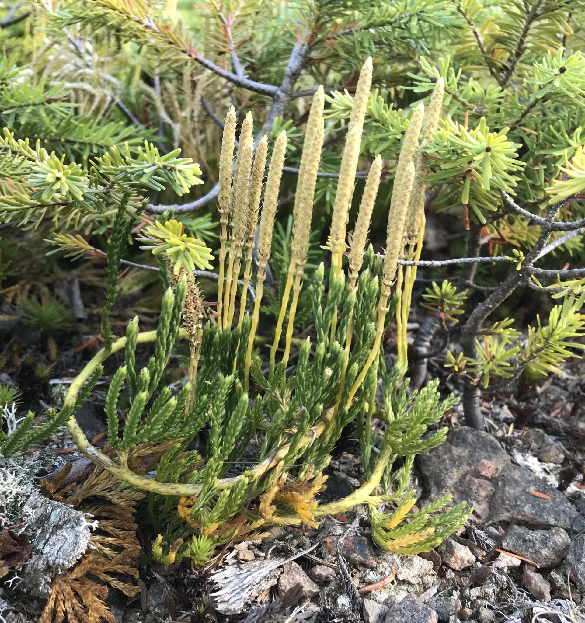 Imagem de Diphasiastrum sabinifolium (Willd.) Holub