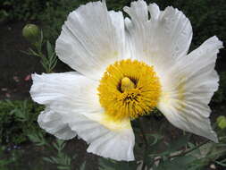 Image of Coulter's Matilija poppy