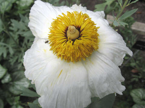 Image of Coulter's Matilija poppy