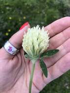 Image de Trifolium canescens Willd.