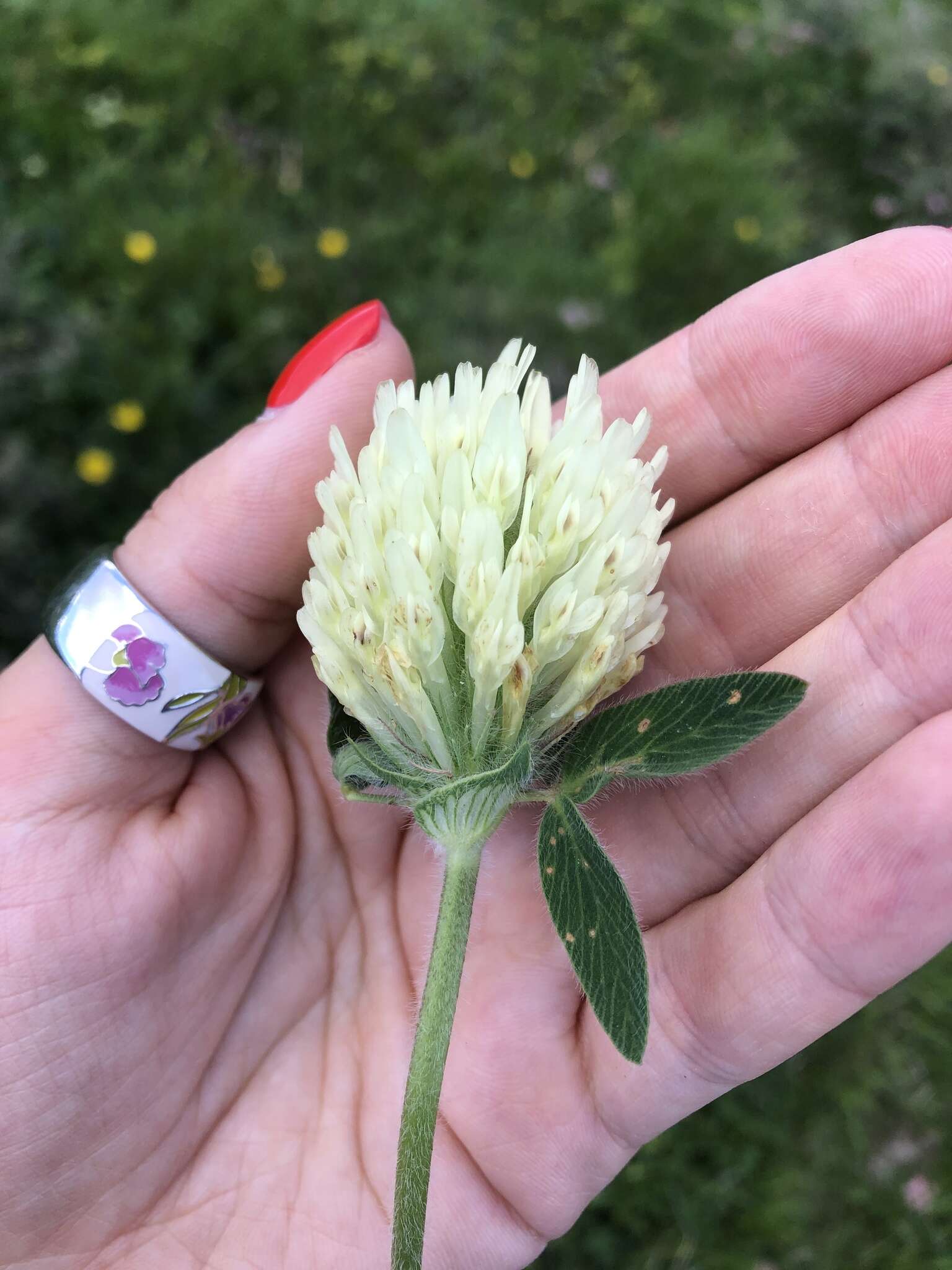 Image de Trifolium canescens Willd.