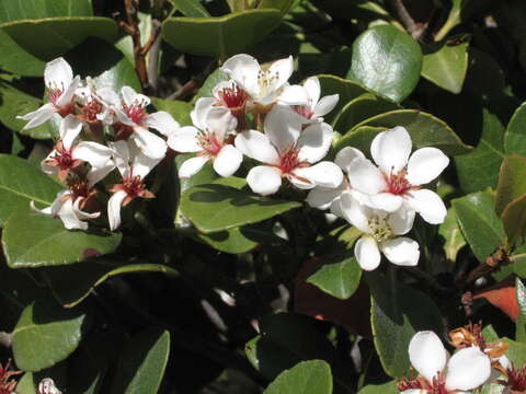 Sivun Rhaphiolepis indica var. umbellata (Thunb. ex Murray) H. Ohashi kuva