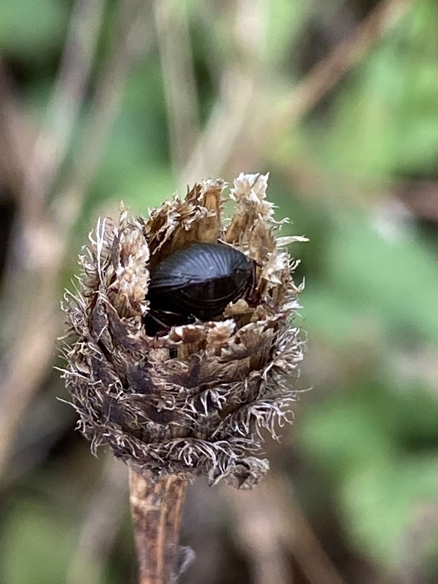 Image of black beetle