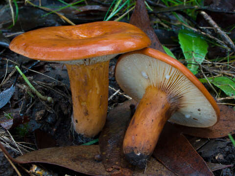 Sivun Lactarius eucalypti O. K. Mill. & R. N. Hilton 1987 kuva