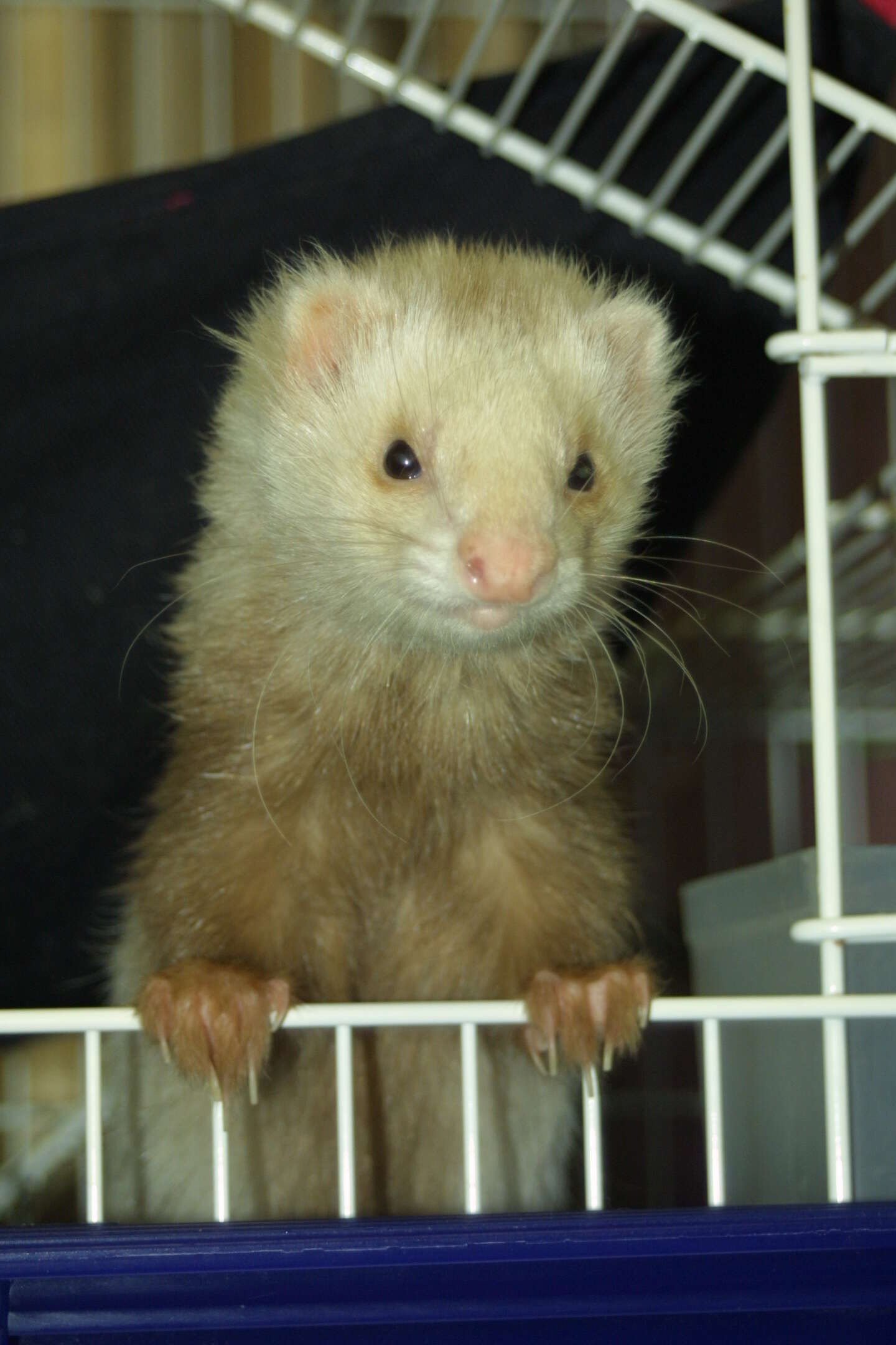 Image of domestic ferret