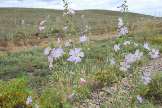 Image de Malva weinmanniana (Besser ex Rchb.) Conran