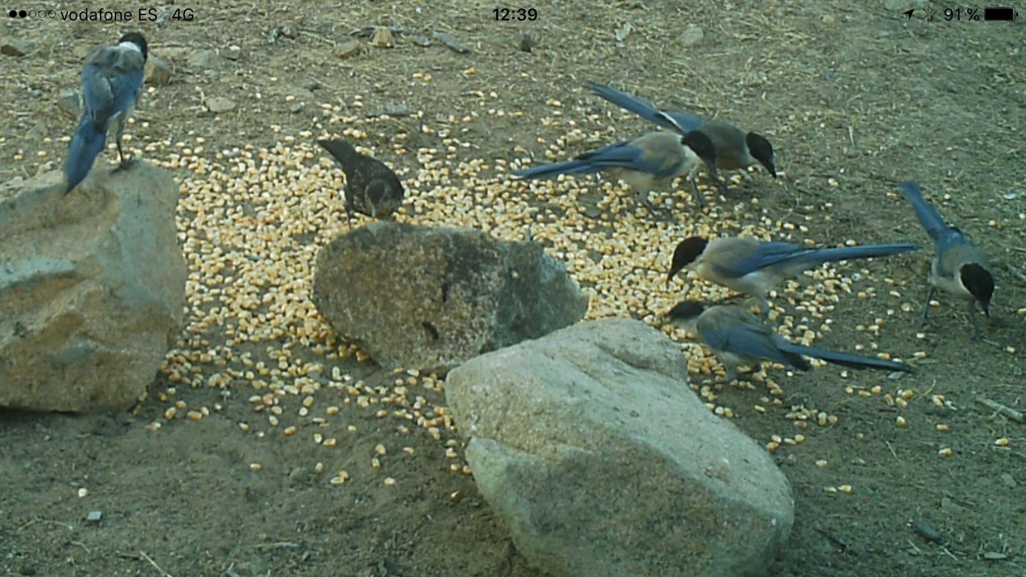 Image of Iberian Magpie