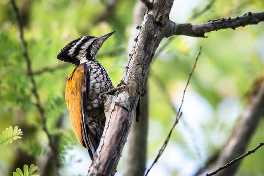 Image of Common Flameback