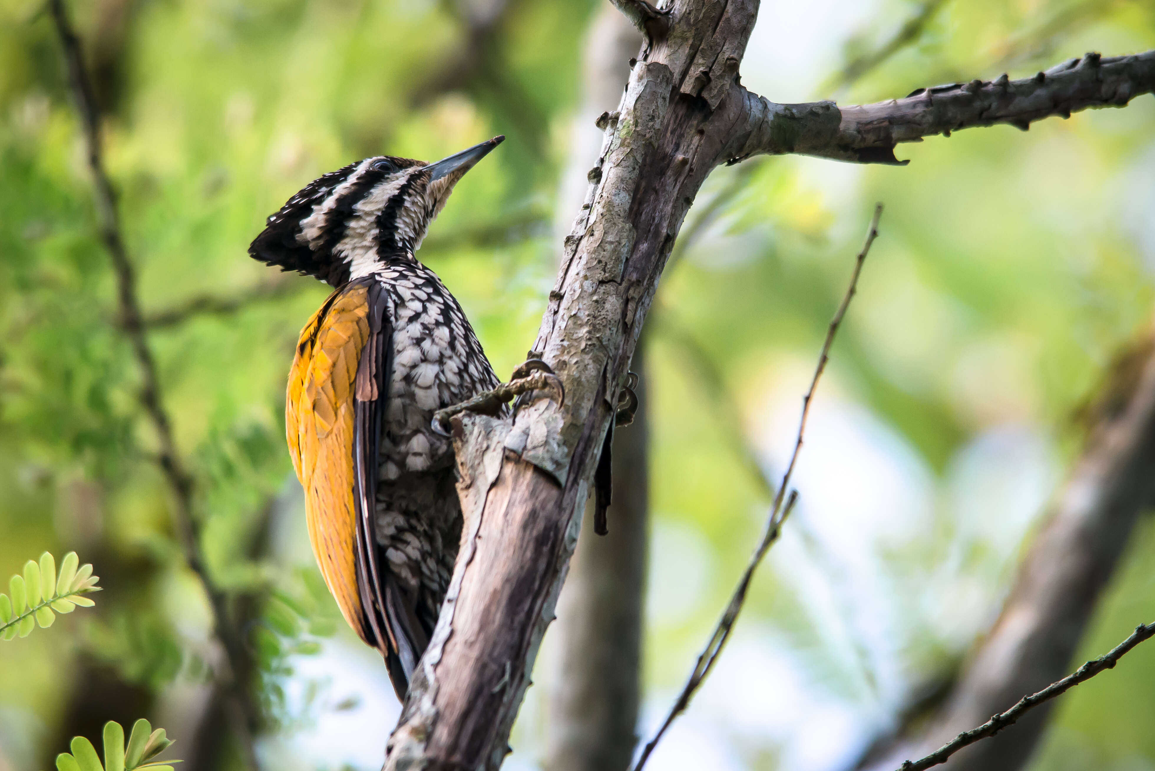 Image of Common Flameback