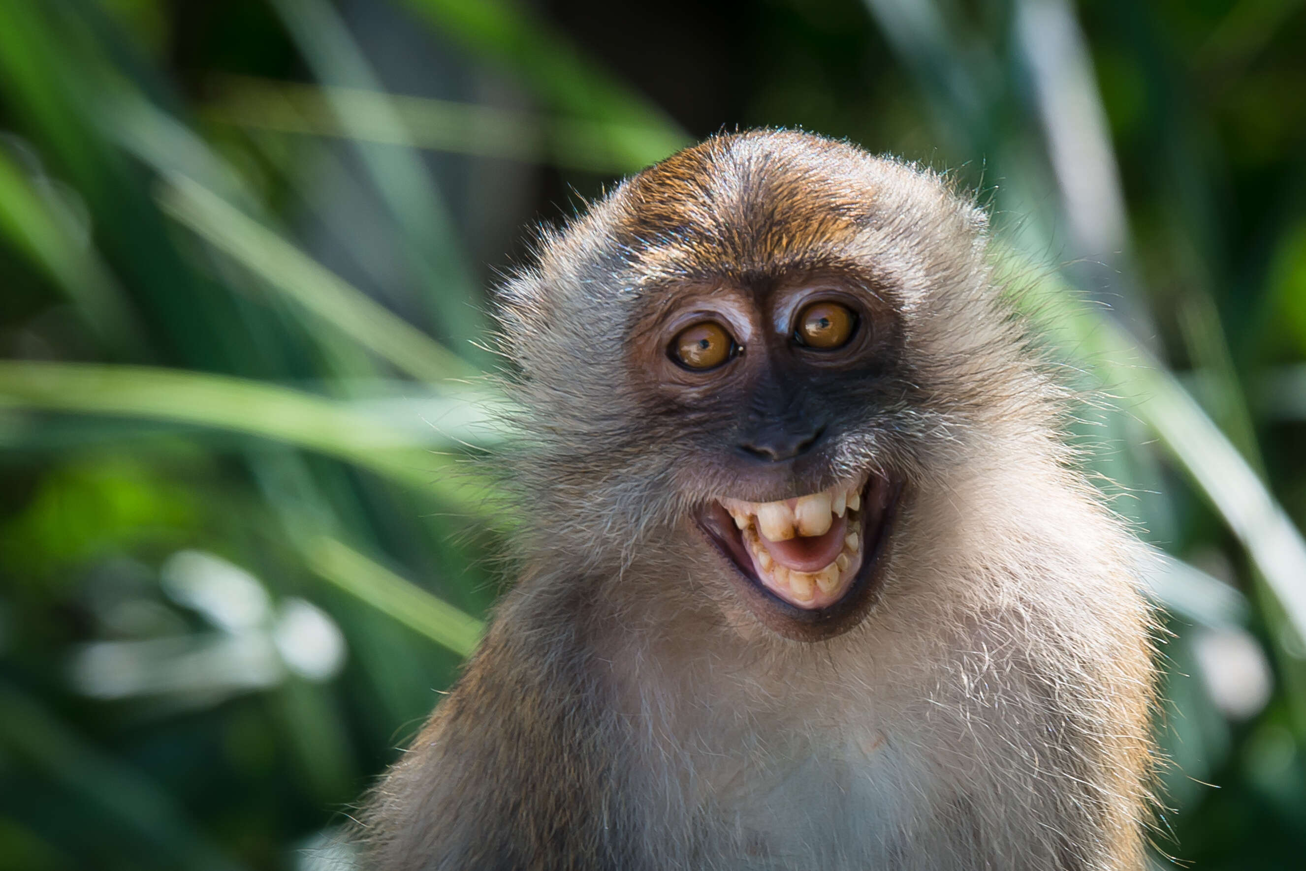 Image of Long-tailed Macaque