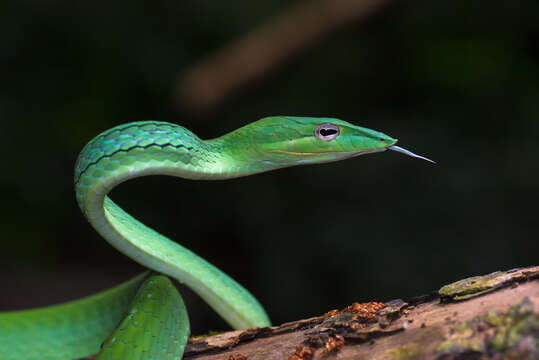 Image of Asian Vine Snake