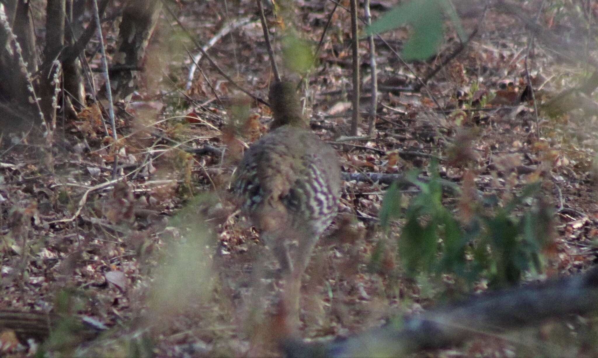 Image of Ceylon Junglefowl