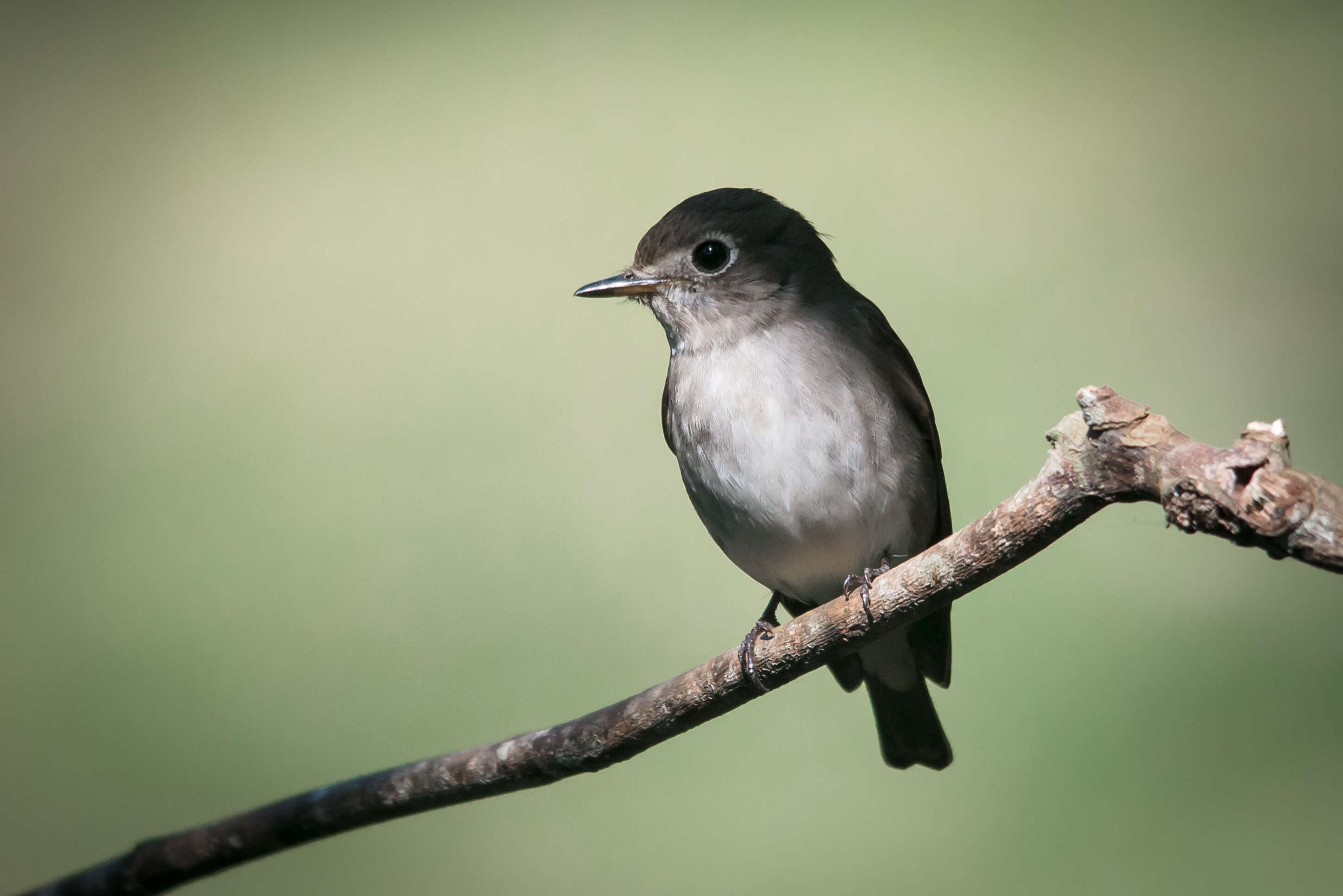 Image of Asian Brown Flycatcher