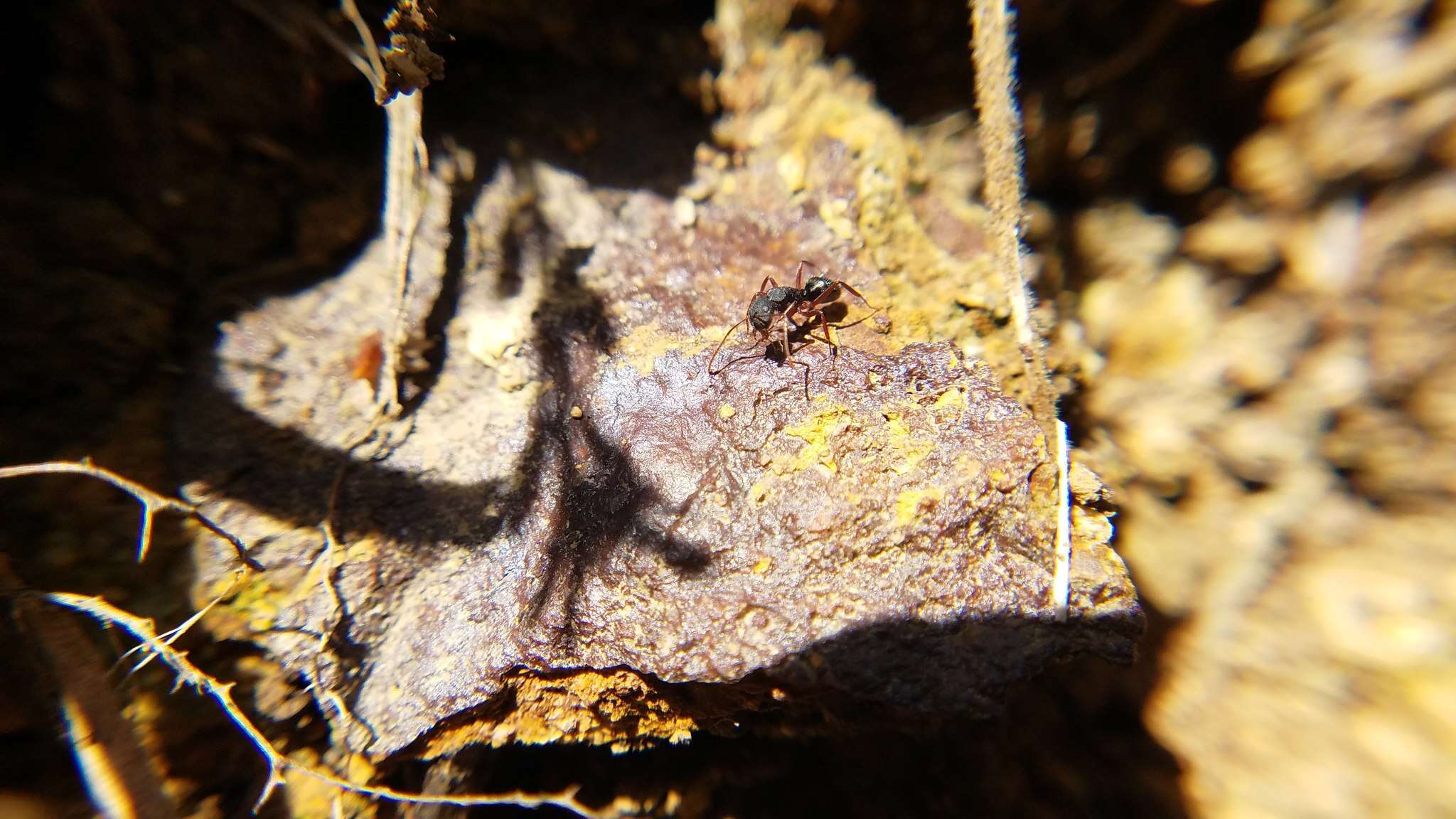 Image of Camponotus capperi Forel 1899