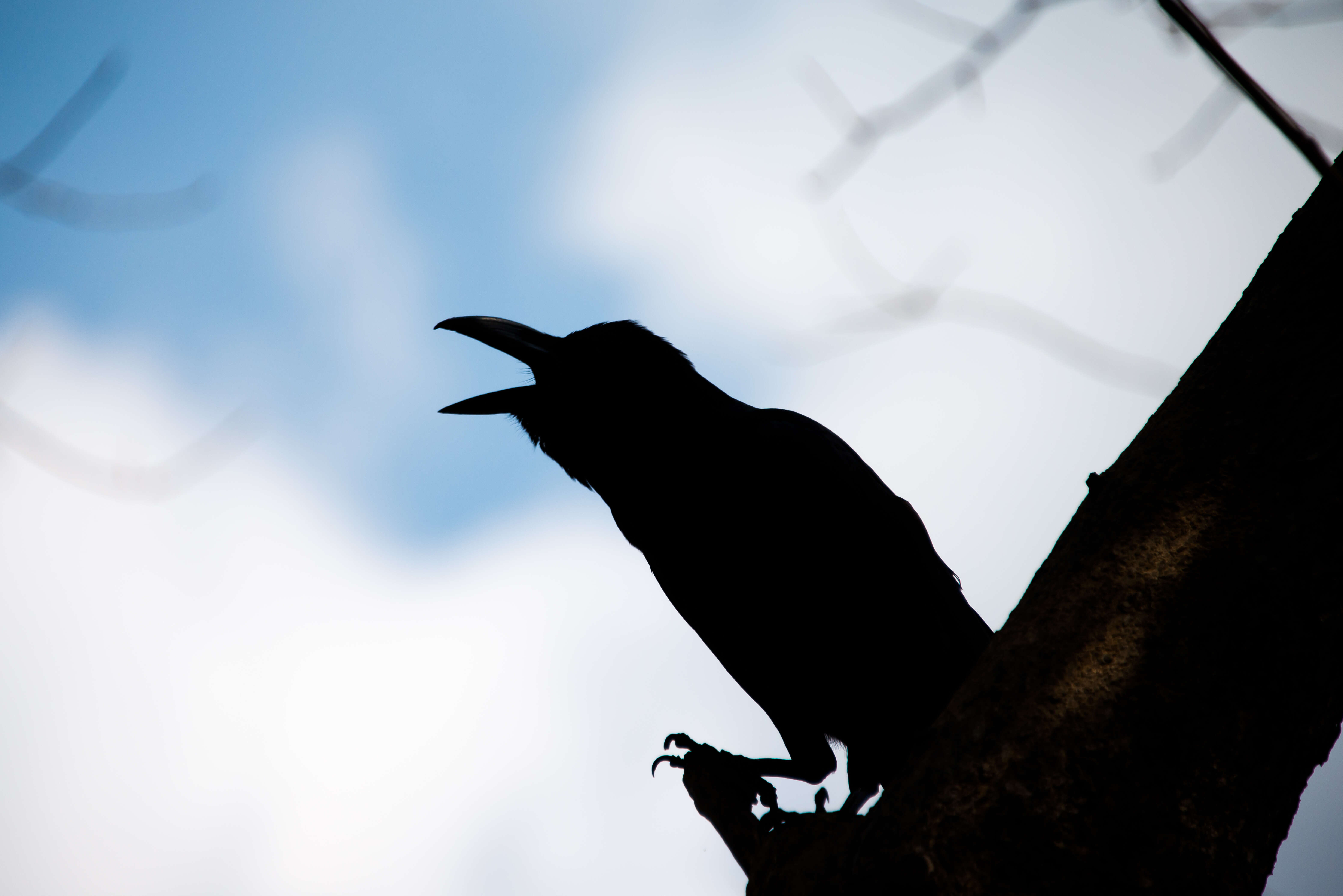 Image of Large-billed Crow