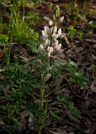 Image of Lupinus palaestinus Boiss.