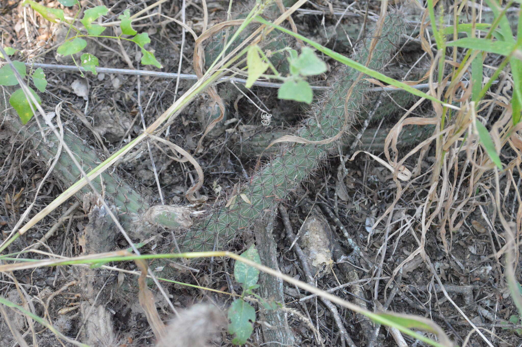 Image of Cleistocactus baumannii (Lem.) Lem.