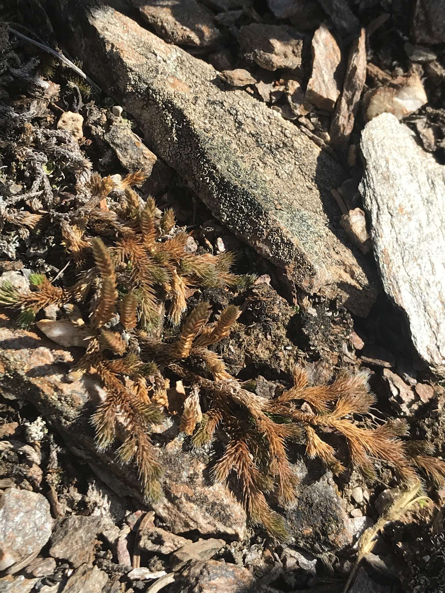 Image of Siberian spikemoss