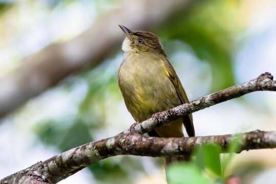 Image of Grey-eyed Bulbul