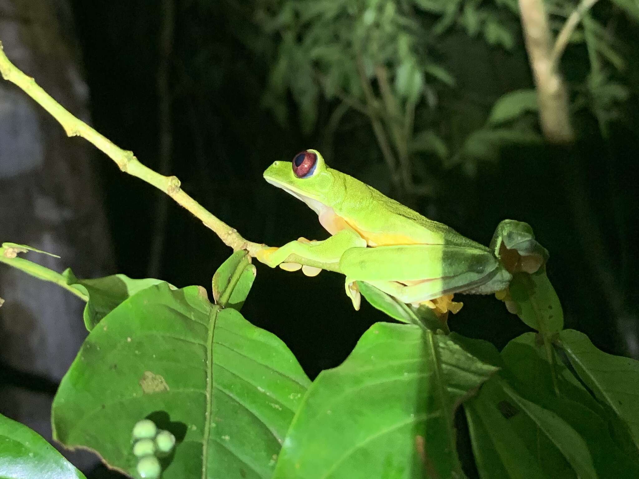 Image of Pink-sided Treefrog