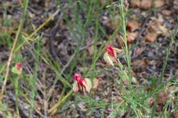 Image of Yellow Leschenaultia