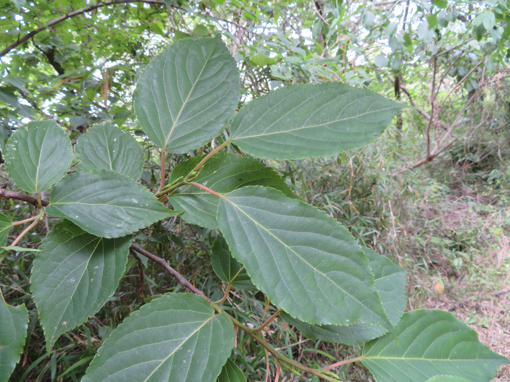 Image of Stachyurus praecox Sieb. & Zucc.