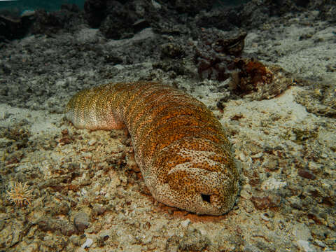 Image of Elephant Trunkfish