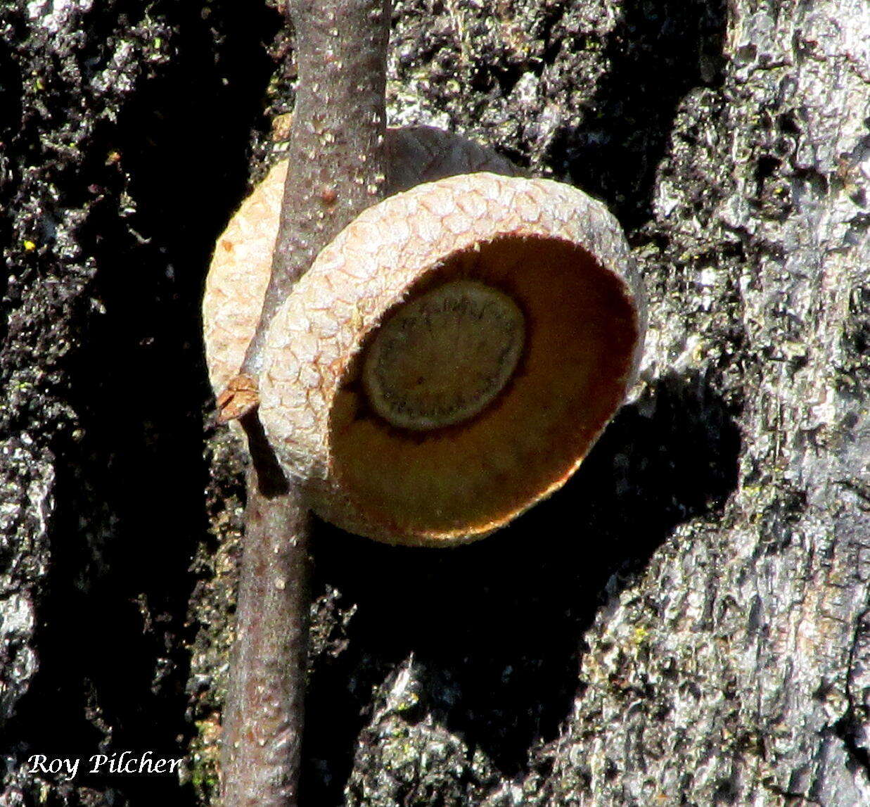 Image of Northern Red Oak