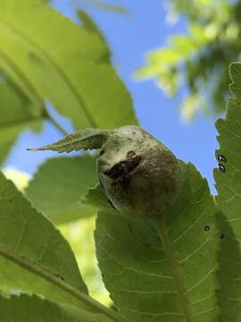 Phylloxera devastatrix Pergande 1904的圖片