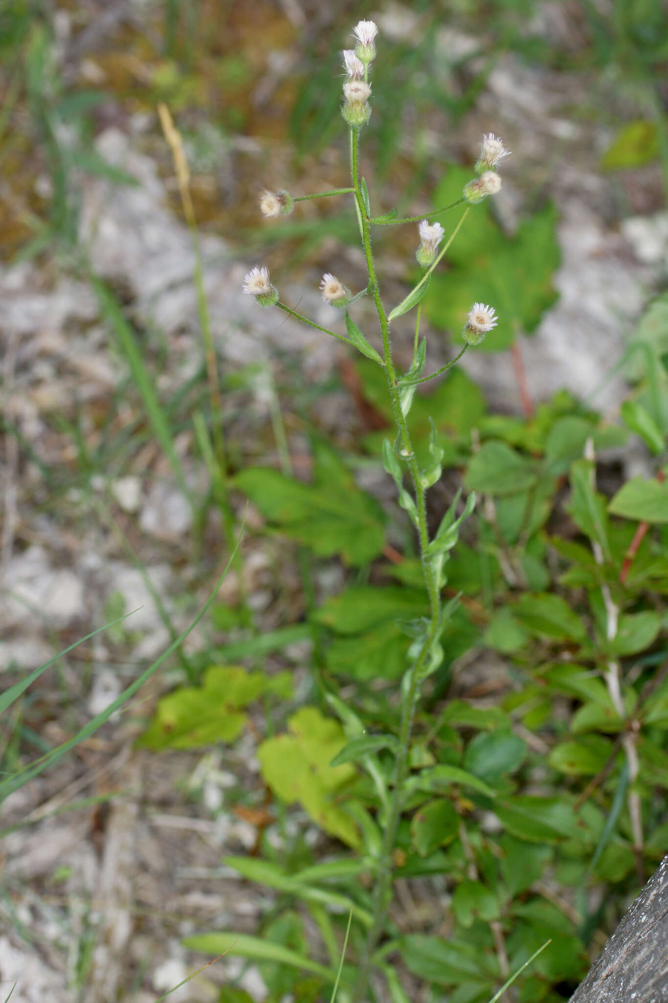 Plancia ëd Erigeron acris subsp. angulosus (Gaudin) Vacc.