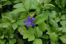 Image of Vinca difformis Pourr.