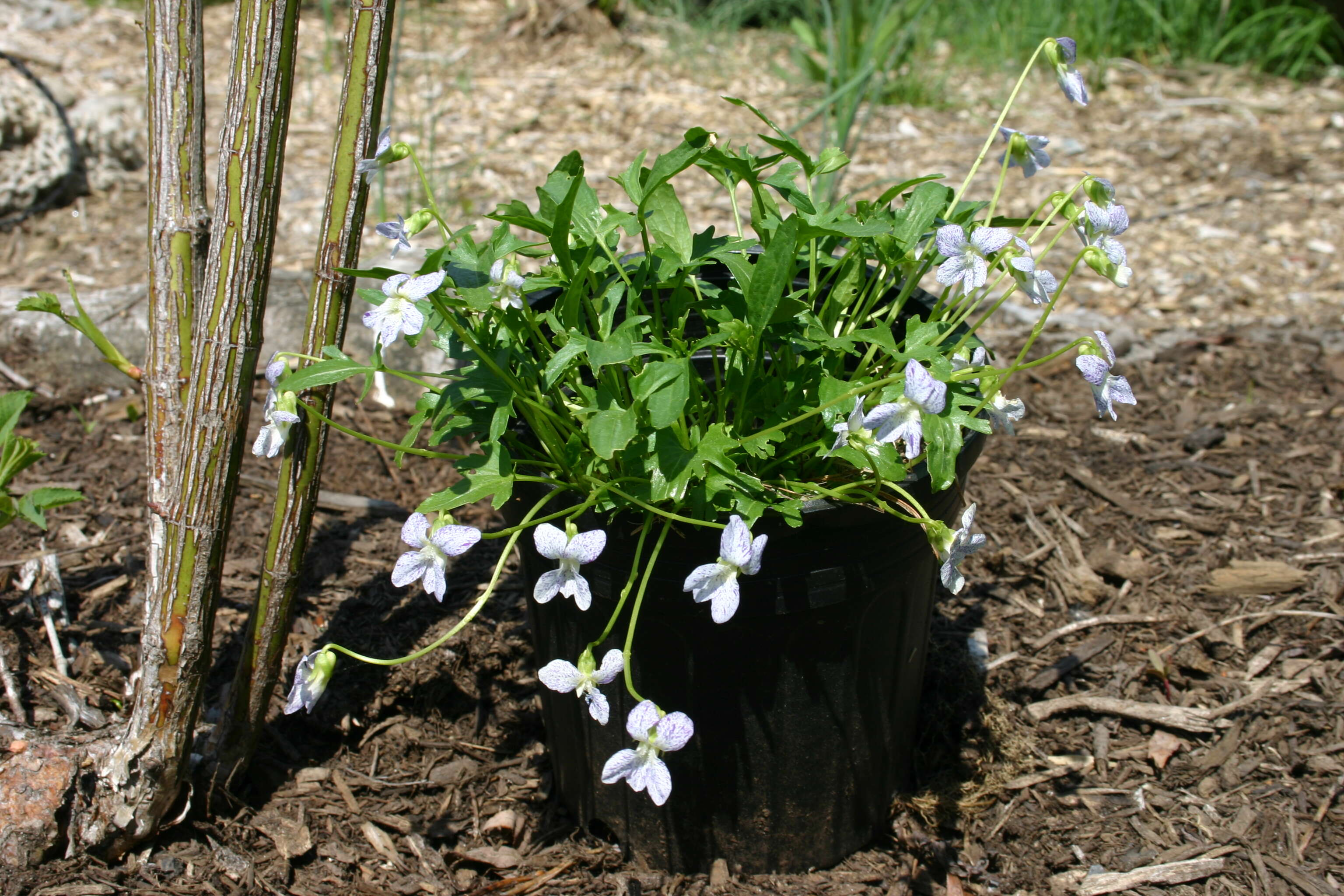 Image of prairie violet