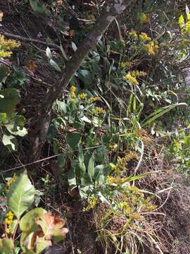 Image of Solidago drummondii Torr. & A. Gray