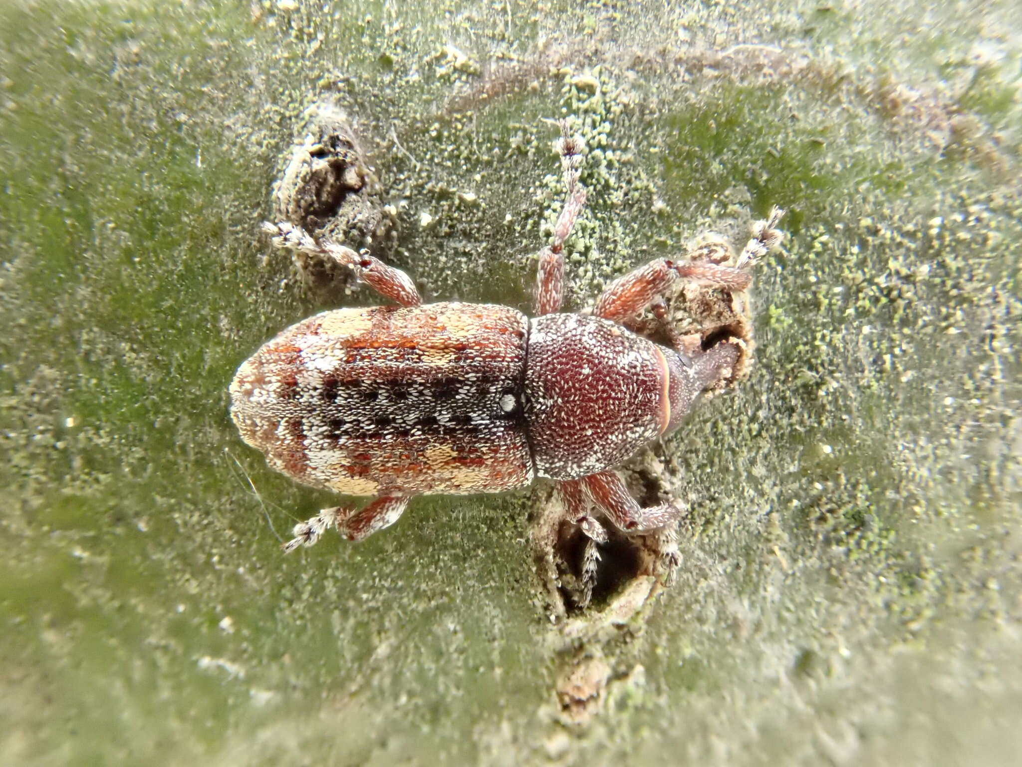 Image of Sitka spruce weevil